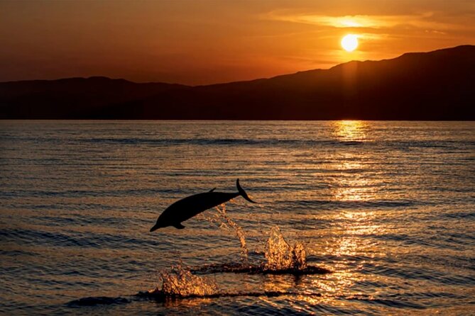 Dolphin Watching Tour – 85% Chance – Drinks & Dinner Included - Key points to know before you book