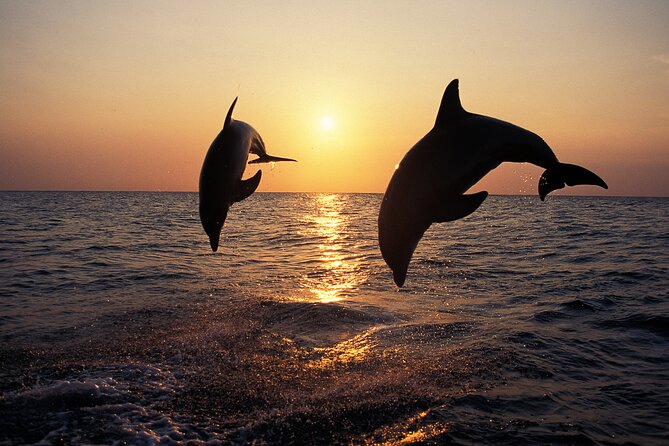 Dolphin Watching Tour – 85% Chance – Drinks & Dinner Included - The Medulin departure and the first drink