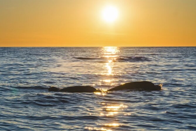 Dolphin Watching Tour – 85% Chance – Drinks & Dinner Included - The dolphin search: why the odds are hard to read