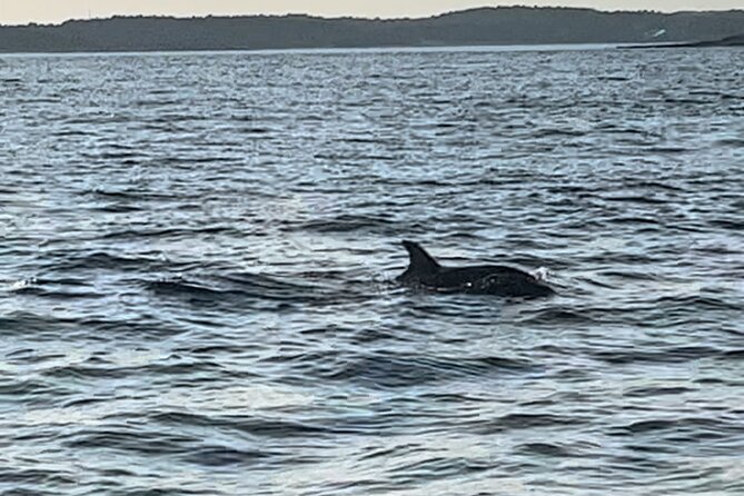 Dolphin Watching Tour – 85% Chance – Drinks & Dinner Included - Dinner on board: useful, filling, and not fine dining