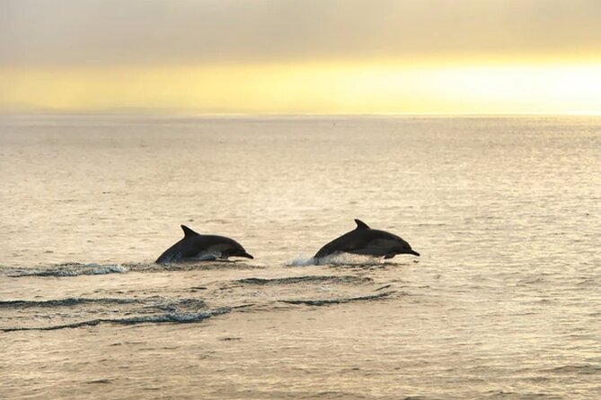 Dolphin Watching Tour – 85% Chance – Drinks & Dinner Included - Sunset, music, and the boat’s social mood
