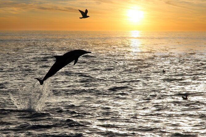 Dolphin Watching Tour – 85% Chance – Drinks & Dinner Included - How much value do you get for $54.42?