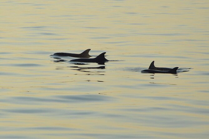 Dolphin Watching Tour – 85% Chance – Drinks & Dinner Included - Kamenjak National Park from the water