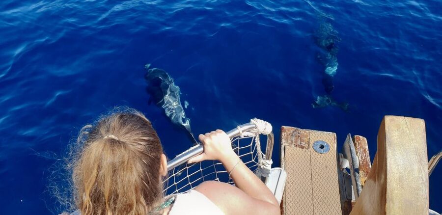 Estepona: Dolphin Search Boat Trip with Drink and Snacks - Setting out from Estepona Marina