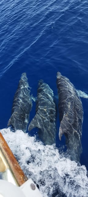 Estepona: Dolphin Search Boat Trip with Drink and Snacks - Snacks, drinks, and the value of the price