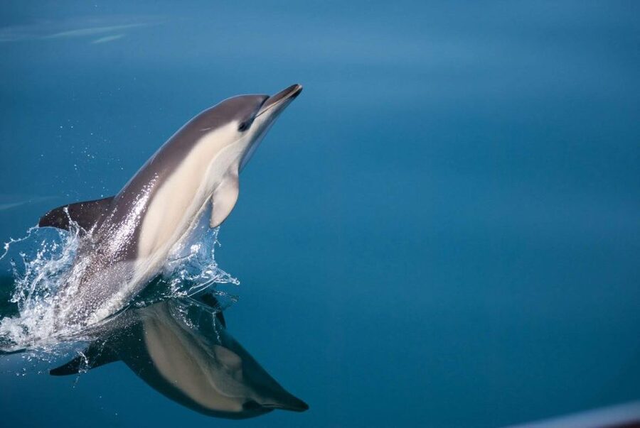 Estepona: Dolphin Watching Sailboat Cruise with Drink - A dolphin search with a proper sailing feel