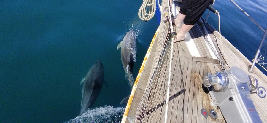 Estepona: Dolphin Watching Sailboat Cruise with Drink - Who should book this cruise?