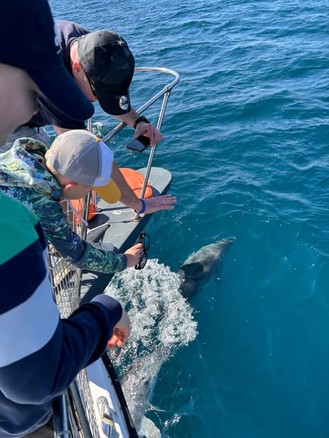 Estepona: Dolphins Searching Sea Cruise with Drink & Snacks - Key points to know before booking