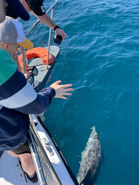 Estepona: Dolphins Searching Sea Cruise with Drink & Snacks - Two hours around the Bay of Estepona
