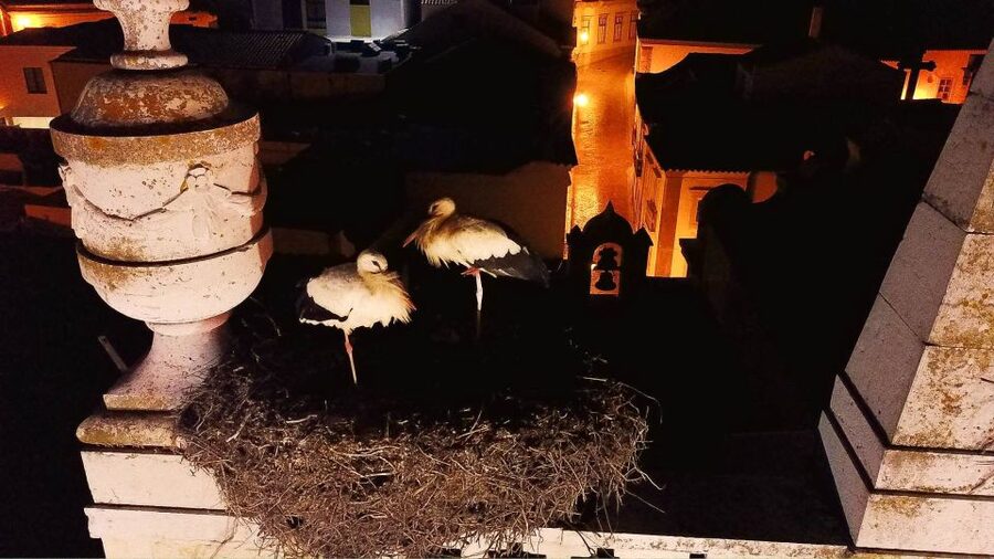 Faro: Night Segway Tour with Cocktails - Who Will Enjoy This Most