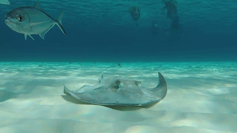From Cozumel: 3 Reefs Boat Tour with Drinks and Snorkeling - Playa el Cielo: starfish, shallow water, and clear views