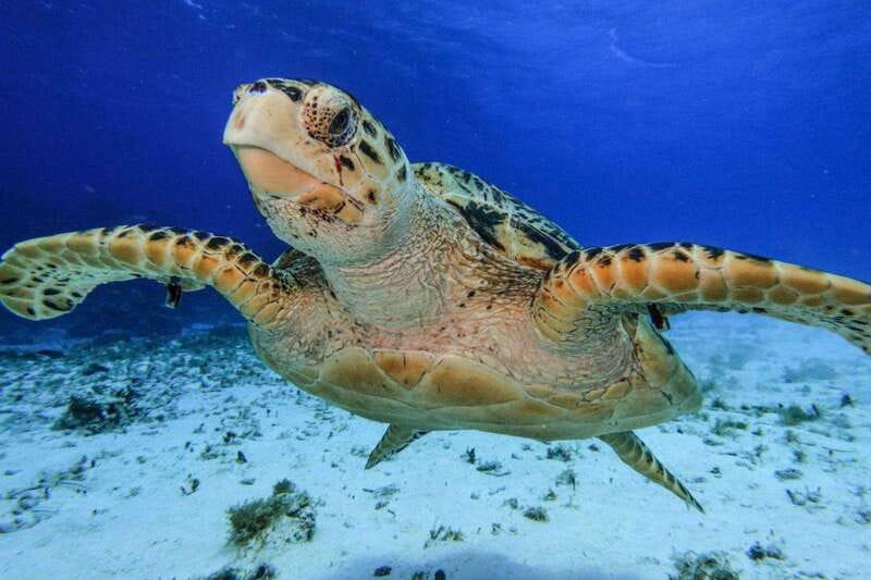 From Cozumel: 3 Reefs Boat Tour with Drinks and Snorkeling - Playa Palancar: a short, lively introduction