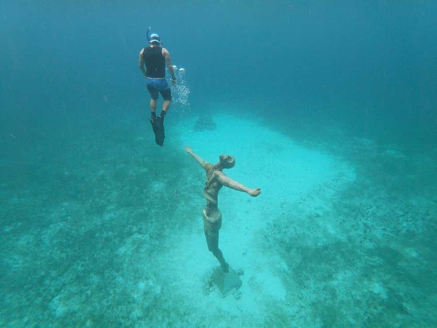 From Cozumel: Chankanaab Park Day pass with Open Bar & Lunch - Sea lion shows and wildlife viewing