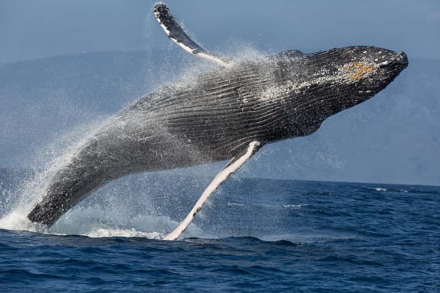 From Ma'alaea: Maui Sunset Cruise with Drinks and Snacks - Sunset, music, and the crew