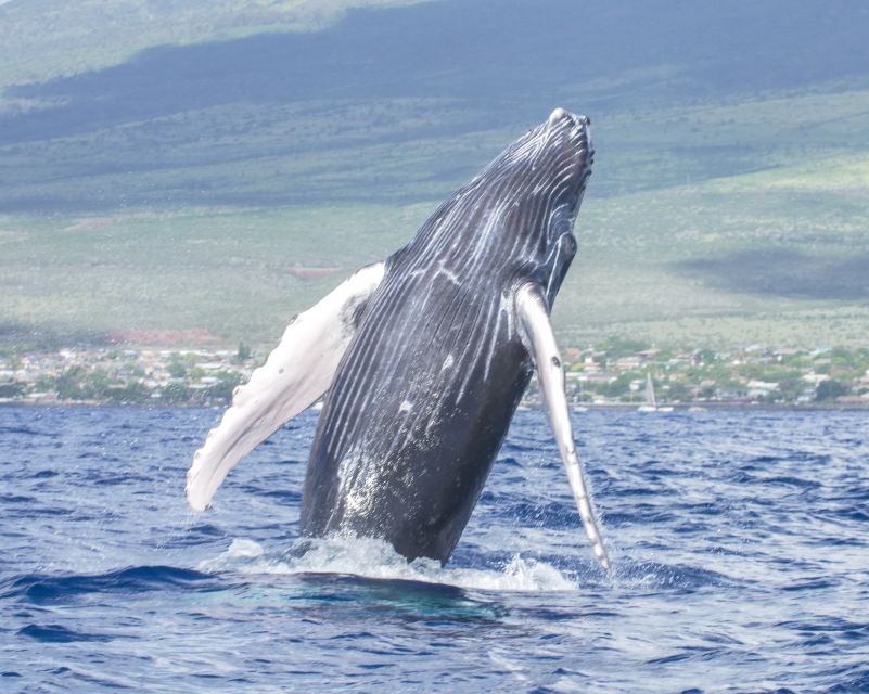 From Maalaea: Whale Watching Catamaran Cruise with Drinks - What to bring and how to prepare