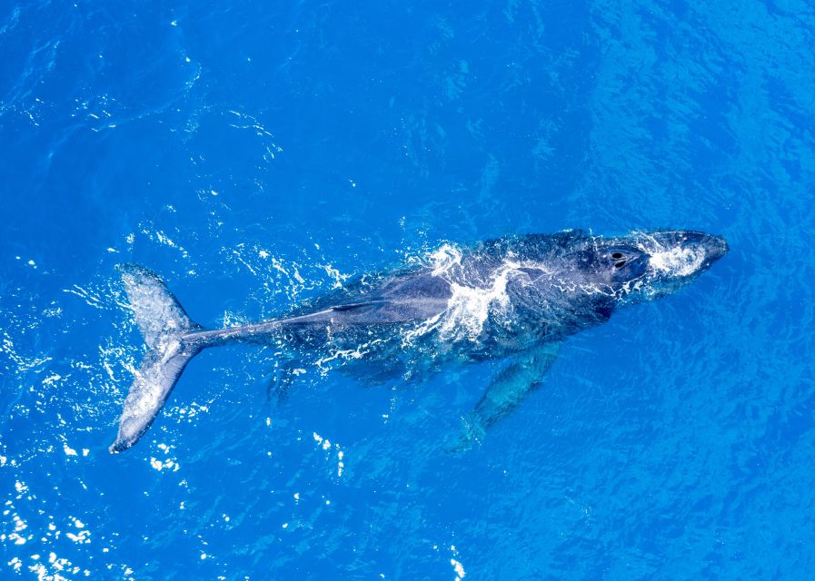 From Maalaea: Whale Watching Catamaran Cruise with Drinks - Why Maalaea is a useful starting point
