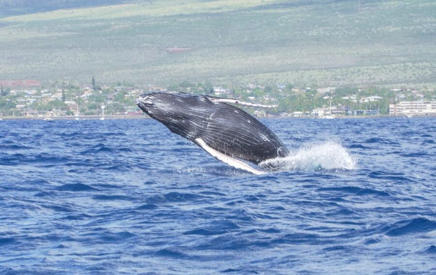From Maalaea: Whale Watching Catamaran Cruise with Drinks - The 90-minute whale search
