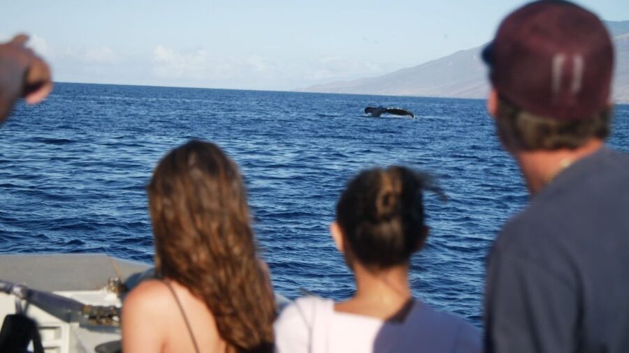 From Maalaea: Whale Watching Catamaran Cruise with Drinks - Hearing the whales through hydrophones