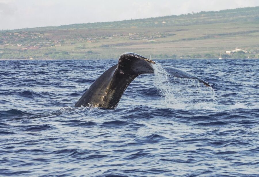 From Maalaea: Whale Watching Catamaran Cruise with Drinks - How reliable are the whale sightings?
