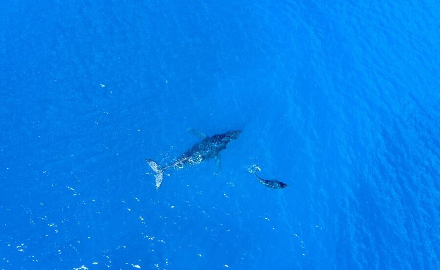 From Maalaea: Whale Watching Catamaran Cruise with Drinks - Is $69 a fair price?