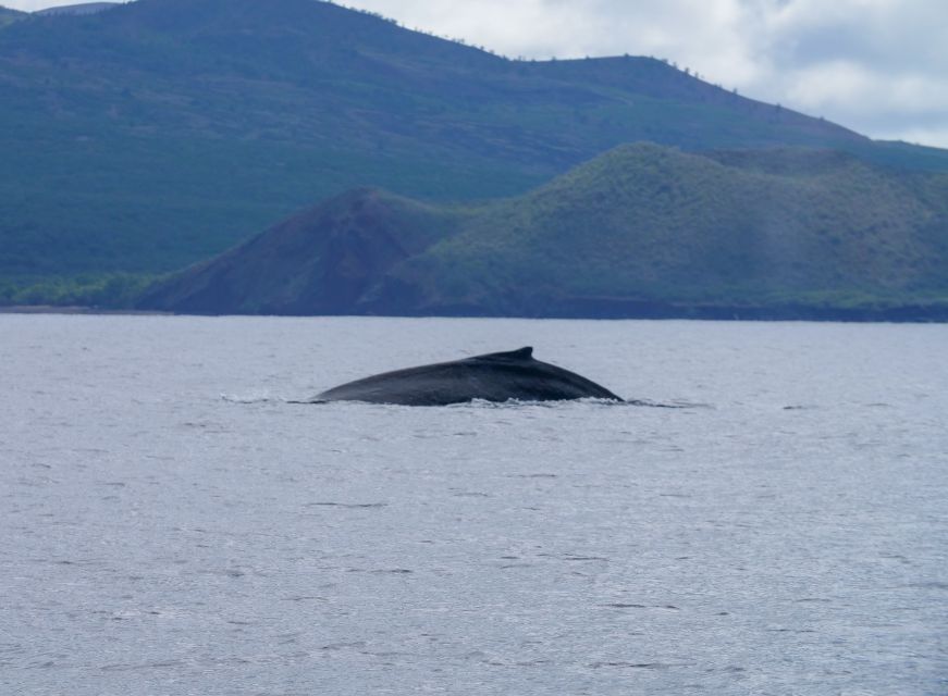 From Maalaea: Whale Watching Catamaran Cruise with Drinks - Who will enjoy this cruise most?