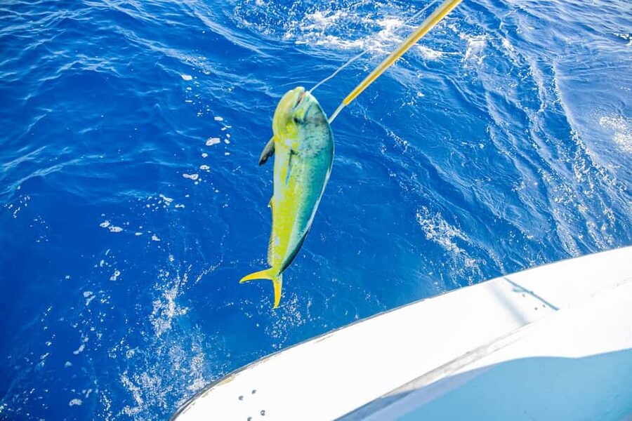 From Punta Cana: Deep Sea Fishing Tour by Boat with Drinks - Key points before you book
