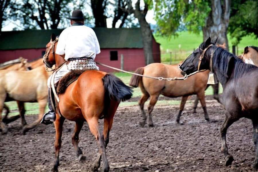 Full-Day at Santa Susana Ranch with BBQ, Drinks and Show - Boleadoras and the skills of the gauchos