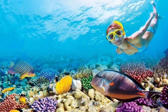 Full-Day Key West Tour and Coral Reef Snorkeling with Open Bar - Key West between 11:30 am and 1 pm