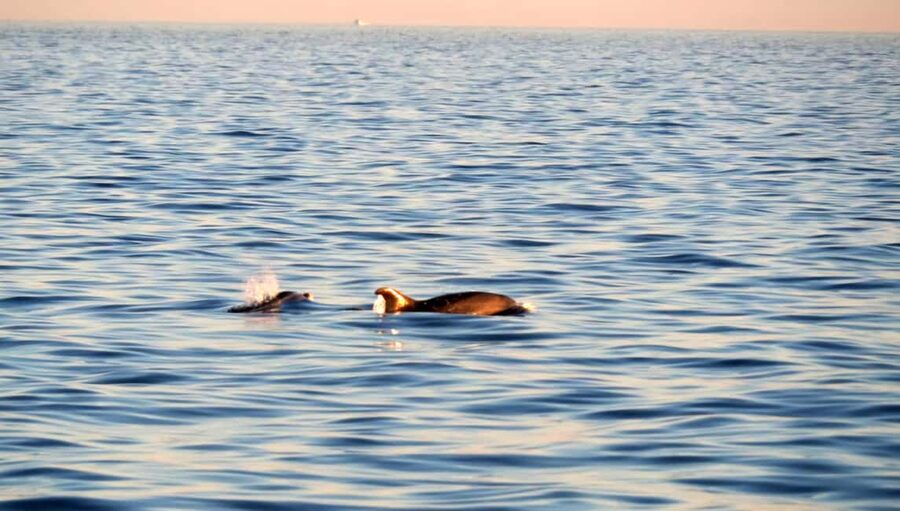 Funtana,Vrsar: Dolphin watching at sunset,drinks included - Key details at a glance