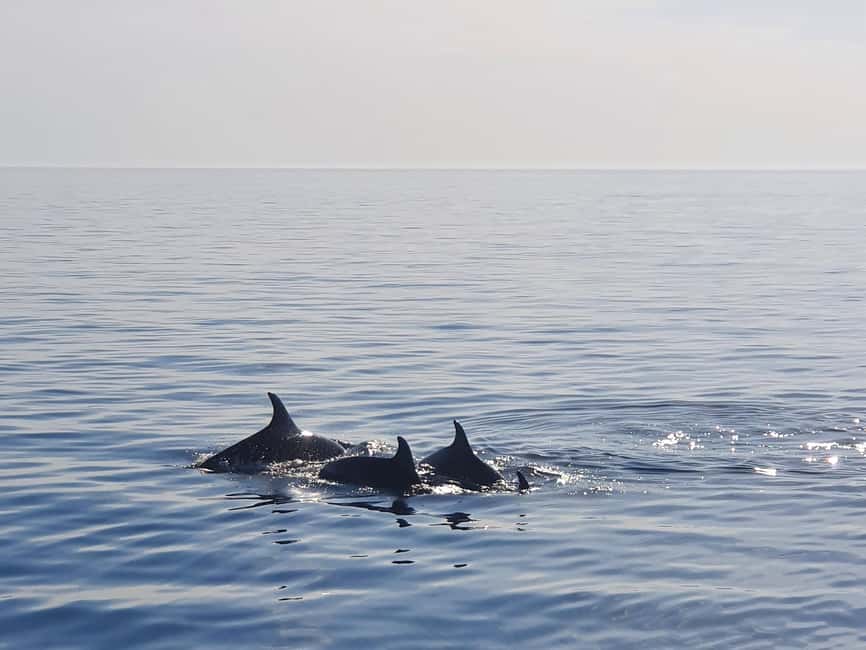 Funtana,Vrsar: Dolphin watching at sunset,drinks included - Setting out from Funtana marina on the Andrea
