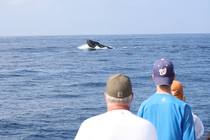 'Imiloa Express Whale Watch and Cocktail Tour - Key points to know before you book
