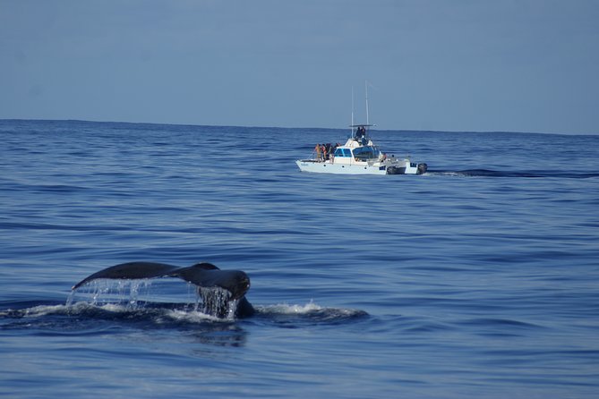 'Imiloa Express Whale Watch and Cocktail Tour - The two-hour search for humpback whales