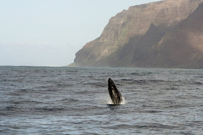 'Imiloa Express Whale Watch and Cocktail Tour - Who will enjoy this Kauai whale watch