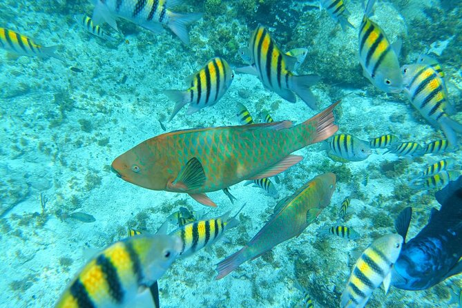 Isla Mujeres Basic Tour in Catamaran with Snorkel and Open Bar - What the $59 catamaran day really includes
