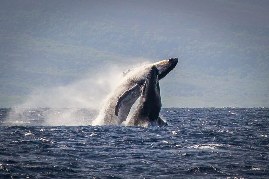 Kaanapali: Whale Watching Cruise with Open Bar - What Two Hours on the Water Feels Like