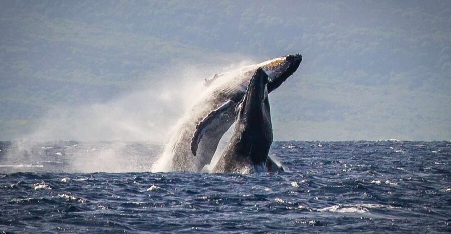 Kaanapali: Whale Watching Cruise with Open Bar - The Main Event: Pacific Humpbacks in Maui Waters