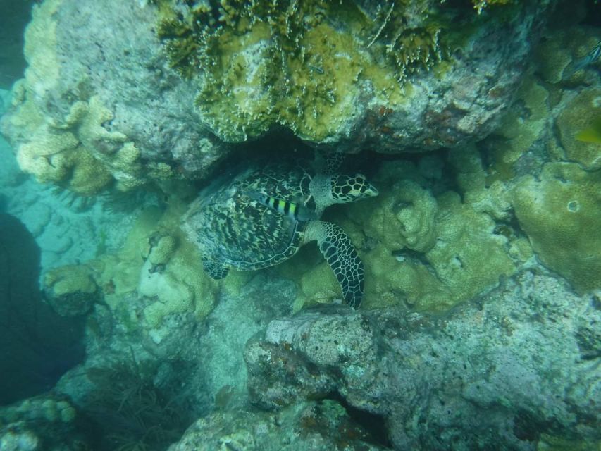 Key West: 3-Hour Afternoon Reef Snorkel with Drinks - What the three-hour Key West snorkel trip is really like