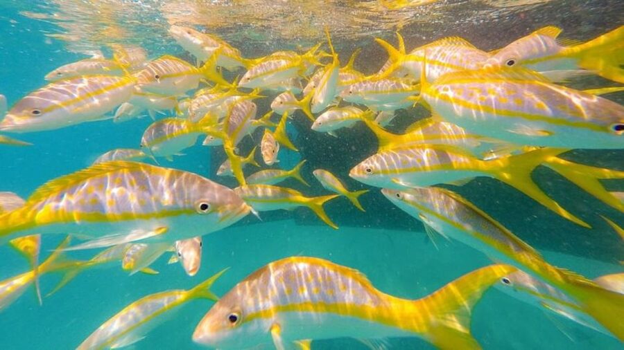 Key West: Afternoon Reef Snorkel Tour with Open Bar - Should you book the Sebago reef snorkel?