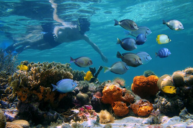 Key West Afternoon Reef Snorkeling with Open Bar - Timing, boarding, and group size