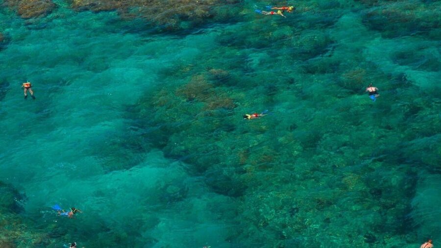 Key West: Reef Snorkeling with Drinks and Sunset Option - What you see at the living coral reef
