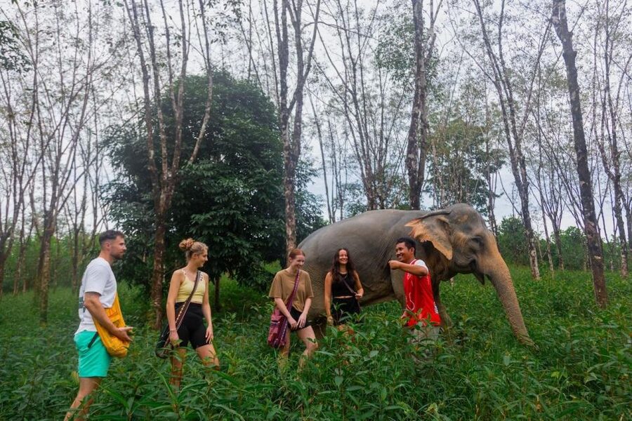 Khaolak: Sunset Elephant Walk with Complimentary Cocktail - Key points to know before booking