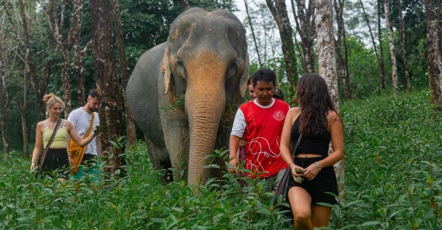 Khaolak: Sunset Elephant Walk with Complimentary Cocktail - A sanctuary visit built around the elephants