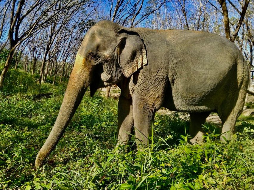Khaolak: Sunset Elephant Walk with Complimentary Cocktail - The jungle walk and natural behavior