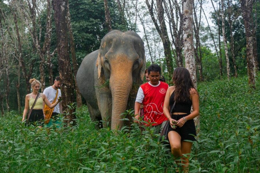 Khaolak: Sunset Elephant Walk with Complimentary Cocktail - Arriving at Khao Lak Elephant Sanctuary