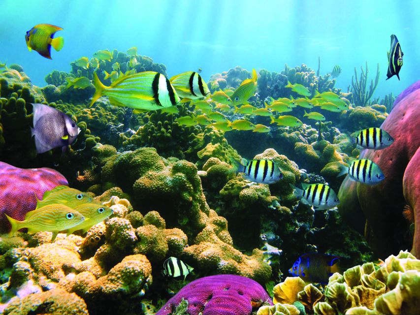 Kona Turtle Snorkel Sail with Lunch and Drinks - Key points to know before you book