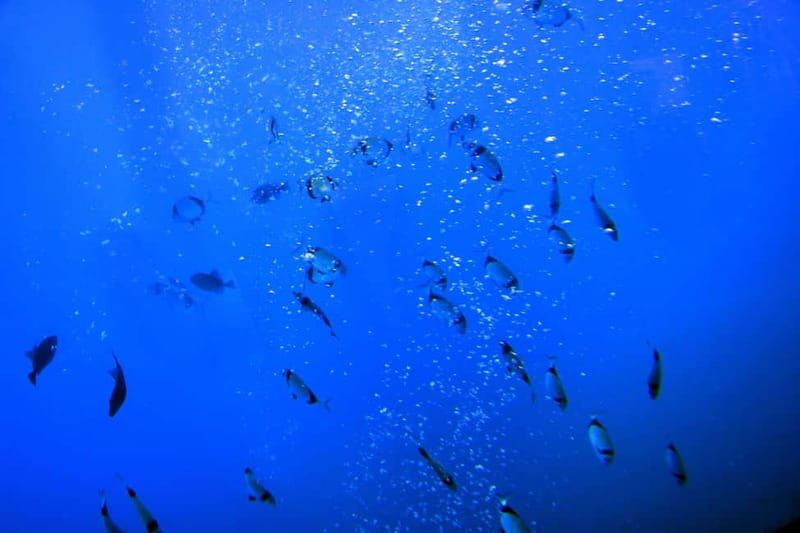 Larnaca: Yellow Submarine Swim Cruise with Unlimited Drinks - From Larnaca Marina to the underwater cabin
