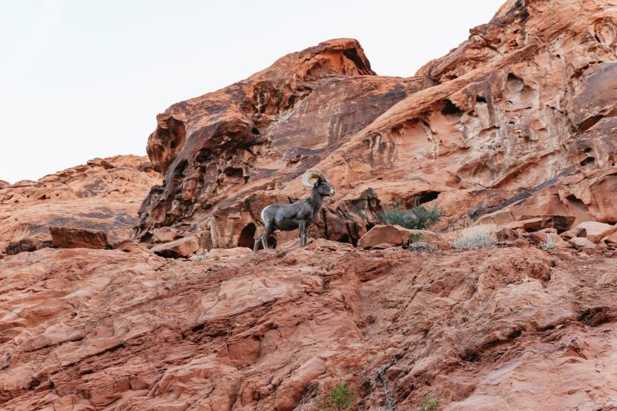 Las Vegas: Valley of Fire Guided Hike with Drinks and Snacks - Snacks, drinks, and the $129 price