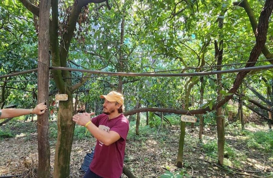 Lemon Grove Walk, Tastings, Aperitivo & Open Bar in Sorrento - Should you book the lemon grove walk?