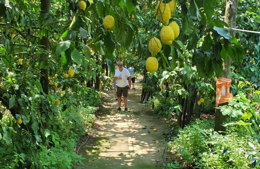 Lemon Grove Walk, Tastings, Aperitivo & Open Bar in Sorrento - The terrace tasting above the Gulf of Naples