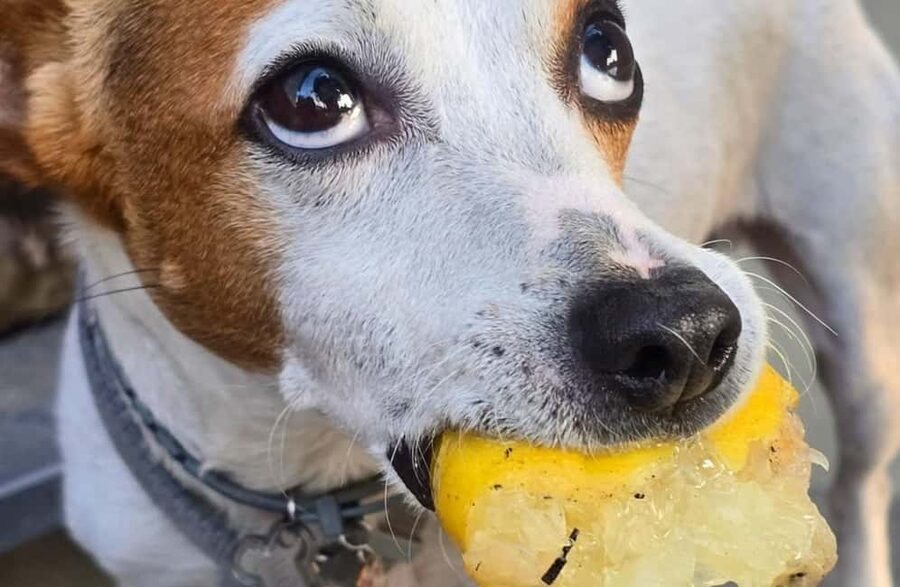Lemon Grove Walk, Tastings, Aperitivo & Open Bar in Sorrento - Who will enjoy this Sorrento experience most?